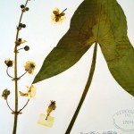 Herbarium specimens